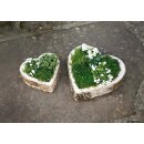 Plant heart Birch, set of 2