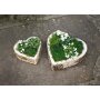 Plant heart Birch, set of 2