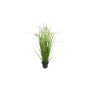 Grass in pot with foxtail, about 58 cm