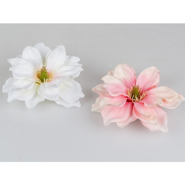 Magnolia drijvend, ca. 16 cm