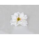 Magnolia drijvend, ca. 16 cm