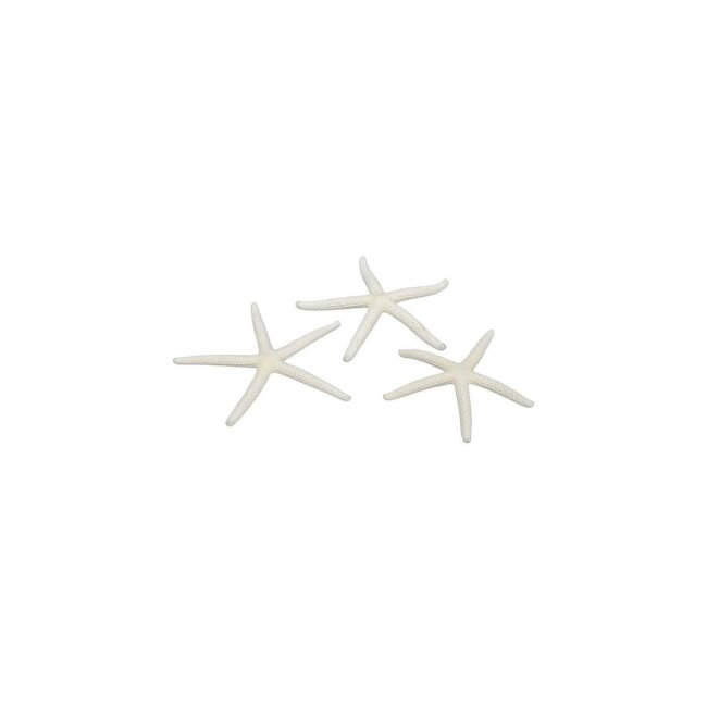 Starfish, natural, approx. 7-10 cm, 16 pcs.
