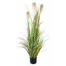 Pot plant "reed"