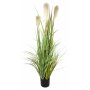 Pot plant "reed"