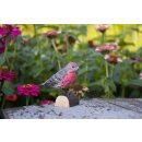 DecoBird &ndash; Hausgimpel (Haemorhous mexicanus)