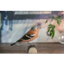 DecoBird &ndash; Buchfink (Fringilla coelebs)