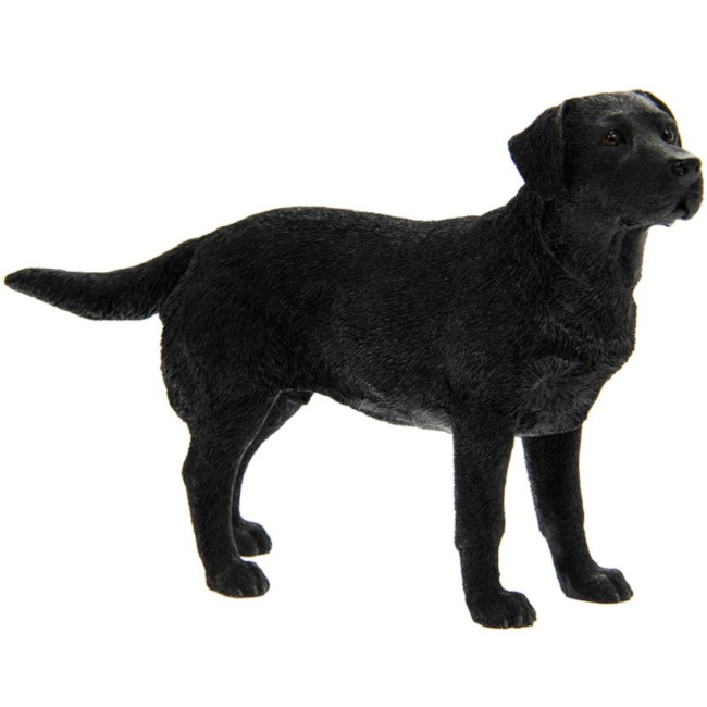 Labrador schwarz
