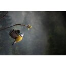 DecoBird - Fliegende Blaumeise (Cyanistes caeruleus)